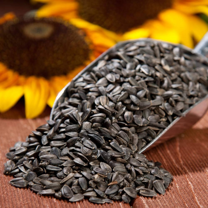 Sunflower Seeds Unsalted Roasted/Raw